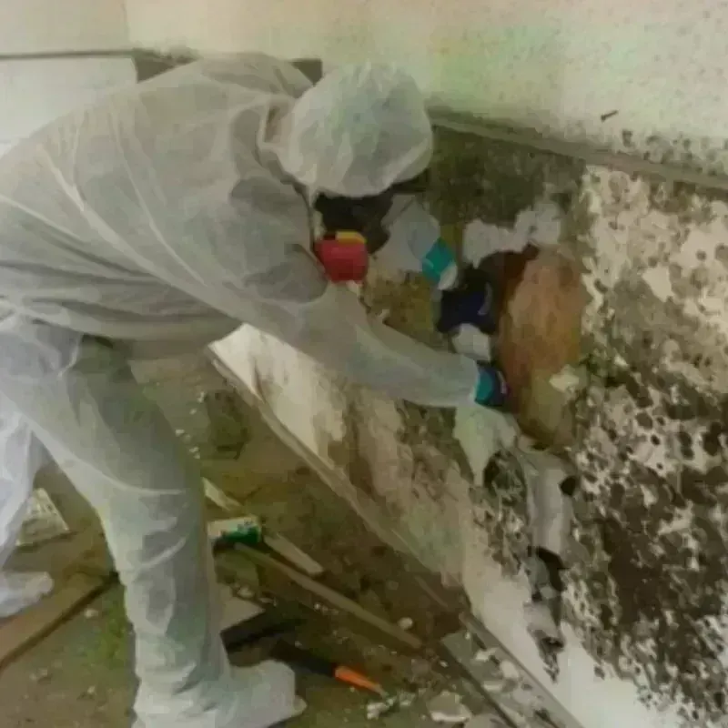 Mold Remediation and Removal in Kittitas County, WA